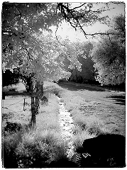Woodland Path